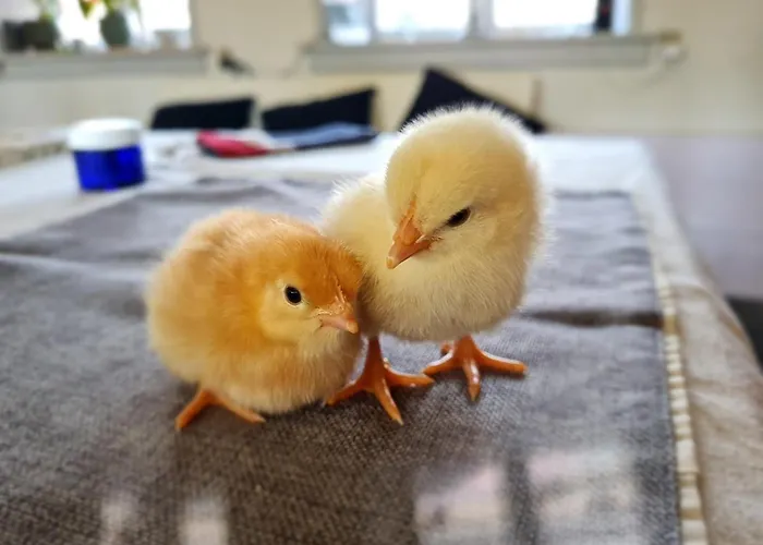 Bauernhofferien Auf Mon Bed and breakfast *